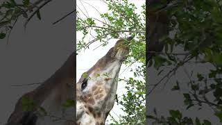 Giraffe Eating high up on tree with his very long 40cm purple tongue in the Kruger Park