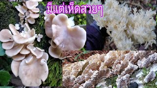 เห็ดนางรมเยอะเหมือนเดิมเจอเห็ดอื่นๆอีกเยอะมากในอเมริกา🍄29/12/19