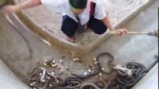 Guy cleaning King Cobra pit, Man Selecting Cobras For Snake Show