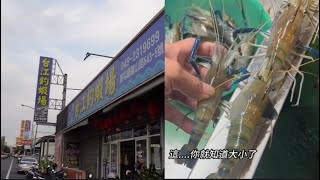 (草屯~台江釣蝦場)平均7隻一斤....#國寶#台江釣蝦場#台湾のエビ釣り #Taiwanshrimpfishing #대만새우낚시