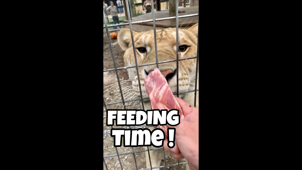 Feeding Time Youtube