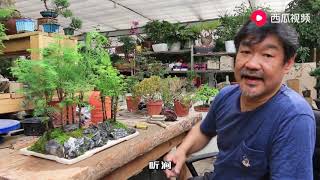 大叔用“植物界活化石”之称的水杉做盆景，造型惊艳众人！