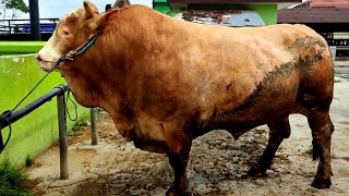 ARTISNYA PASAR HEWAN GRABAG PAGI INI‼️ Sapi Jumbo 900kg up