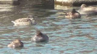 F0316　大分川　いつも遅くまで寝ているオカヨシガモ　Oita River　Gadwall that always sleeps until late