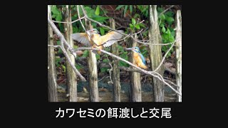 カワセミの餌渡しと交尾