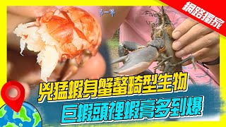 【巴布亞】兇猛蝦身蟹螯畸型生物 巨蝦頭裡蝦膏多到爆｜《世界第一等》293集濃縮精華版 #世界該去哪