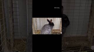 Rabbit Hutch Review #petlodge vs #dumor #productreview #rabbitcage #productreviews