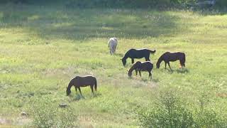 Around Kansas - Wild Horses June 06,2018