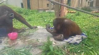 円山動物園 レンボーの水遊び❤を見てるハヤト♪ ボルネオオランウータン