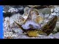 Giant Octopus Hunts and Crushes Crab Alive | Close Up