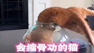 盘点动物名场面：一只会缩骨功的猫，看着都让人惊叹！