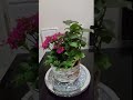 Kalanchoe / Fern / Philodendron   #shorts