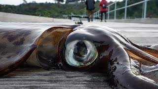 Squid Kraken From Land Winter Fishing Victoria Australia