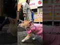 【介助犬留奈】止まるはストップ・進むはゴー　　 柴犬 犬 shibainu dog 柴犬るな 介助犬るな 介助犬 ＃ルナちゃん shibaken