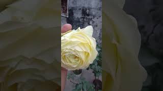 R garden ♥️#shortvideo #rosegarden #flowers #gardenflower #rose #trending #greenrose #shorts #new