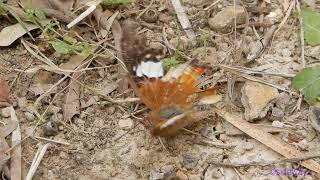 butterfly.221100701a02np-charaxes bernardus 白帶螫蛺蝶-A001C01