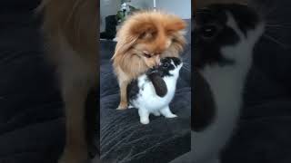 #dogsoftiktok #houseoftiktok #rescuedogsoftiktok, Super Funny Dog Videos 🐼 🐶🐕 | DOG Face 狗ツ #shorts