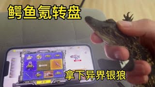 【使命召唤手游】让小鳄鱼抽转盘是一种什么体验？