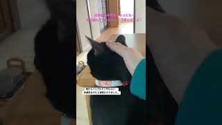 【保護猫】お母さんがインフルエンザから復活。 毎日遊んでの催促が凄い黒猫の女の子。 #cutecat #kitten