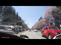 新ひだか町二十間道路桜並木