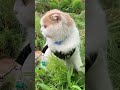 猫的イケメン男子あらわるw shorts スコティッシュフォールド かっこいい