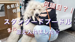 【超多頭飼い】新しい家族を紹介します【プードル】