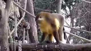 Tukal stayed alone (Golden-bellied Mangabey)