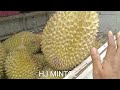 cara memilih buah duren rasa manis ada pahitnya dikit