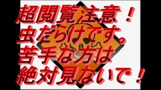 【超閲覧注意】ミルワーム、レッドローチ、デュビアが増えすぎた！