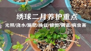 绣球花2月份的养护重点