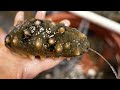 Ugly Korean seafoods! Sea cucumber and Sea squirt