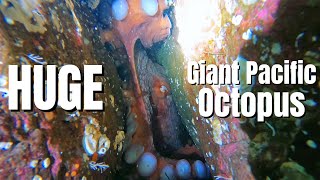 We Found a HUGE Octopus! | Scuba Diving Madrona Big Wall | Giant Pacific Octopus Interaction