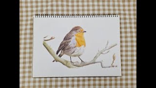 🐦 Draw A Robin 今天畫知更鳥｜ Colored Pencils 色鉛筆