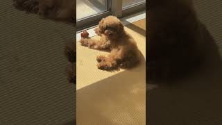 ひなたぼっこするイッヌ#shorts #short #doglover #youtubeshorts #トイプードル #shortvideo #toypoodle #dog #愛犬 #いぬ