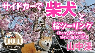 サイドカーで柴犬と桜ツーリング  [サイドカーに柴犬１０４ ]  Shiba Inu \u0026 sidecar 104. Cherry-blossom viewing touring