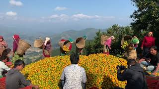 Orange Farm @ Jamune Tanahun(above Kilchowk)