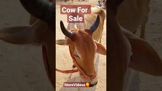 Cow for Sale ।। सही रेट क्या होना चाहिए कमेंट करें