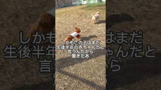 ドッグラン #チワプー #犬のいる暮らし #愛犬 #Shorts