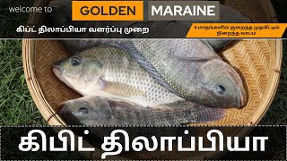 திலேபியா #fishfarming #funny #fish #trending #viral #tamilnadu #shorts #technology#agricultrue