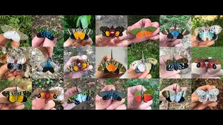 Some of Lanternflies (Fulgoridae) in Thailand