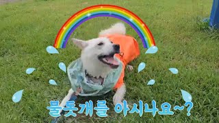 [강아지유튜브]장마철 실외배변 강아지의 하루☔💦 비 올 땐 집콕이 최고다?? 진돗개는 물을 싫어한다?? 물돗개 천백이의 탄생