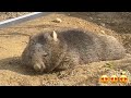 【wombat】お昼寝ユキちゃん☆ yuki taking a nap