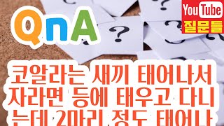 코알라는 새끼 태어나서 자라면 등에 태우고 다니는데 2마리 정도 태어나면 다 태워요?