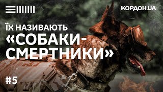 Штурмові собаки прикордонників Кордон.UA #5