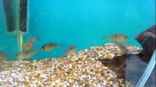 Gymnogeophagus australis