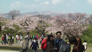 2015北海道函館五稜郭公園の桜花季和函館朝市及百萬夜景