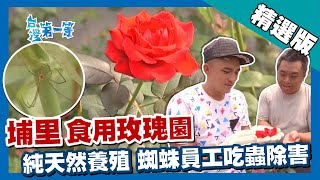 台灣第一等【埔里食用玫瑰園 沒錢買農藥養蜘蛛除害!?】南投 _精選版