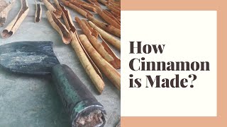 How Cinnamon is Made? - Ceylon Cinnamon Production Process - Trip to Cinnamon Plantation Sri Lanka