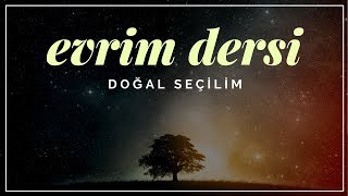 Evrim Dersi 8: Doğal Seçilim