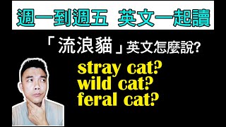 【ep 543】野貓英文到底怎麼說？ stray / wild / feral cat?  多益/雅思/托福/單字/文法/聽力/手把手帶著你閱讀英文！